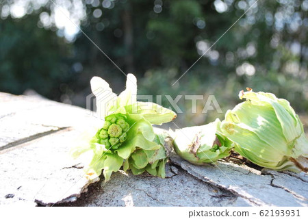 Fukinoenna Fukinoenna 62193931