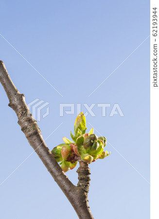 Burst cherry bud Burst cherry bud 62193944