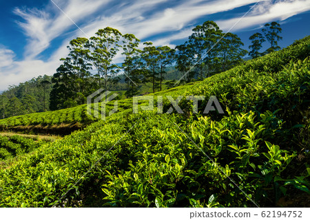 Tea plantations in Nuwara Eliya at sunset. Travels in Sri Lanka. 62194752