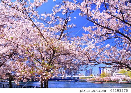 Tenmabashi (Kita-ku, Osaka) A row of cherry blossom trees along Okawa 62195376