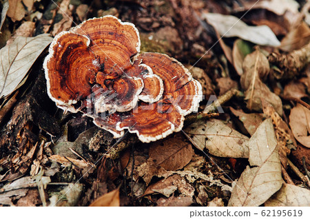 Ganoderma Iucidum or Lingzhi mushroom fungi 62195619