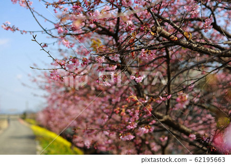 Kawazu cherry tree Kawazu cherry tree 62195663