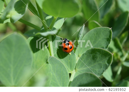 瓢蟲 62195932