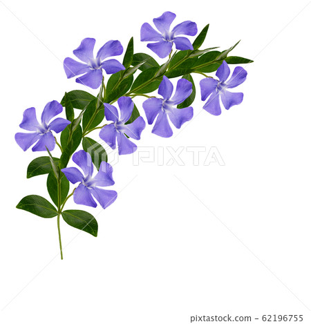 Periwinkle flowers in a corner arrangement 62196755