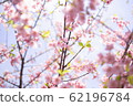 Kawazu Sakura (leaf cherry) 62196784