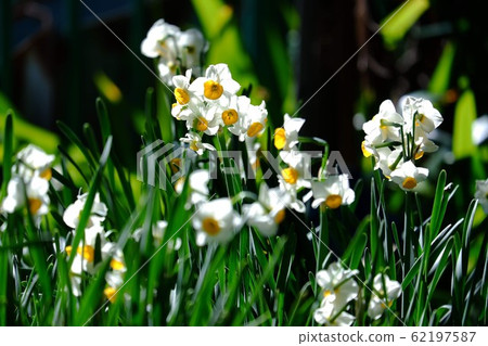 Narcissus flower (4) Narcissus flower (4) 62197587