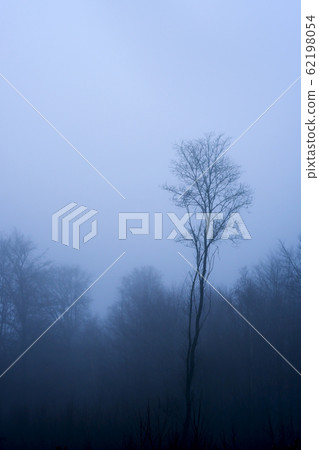 Forest fog in the fog Forest fog in the fog 62198054