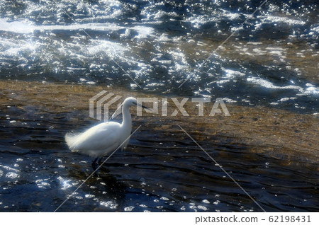 水鳥：白鷺：河 62198431