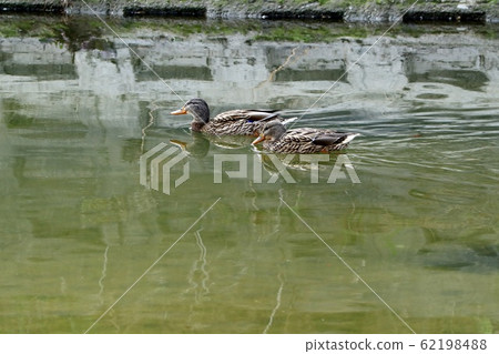 水邊鳥：綠頭鴨：河 62198488