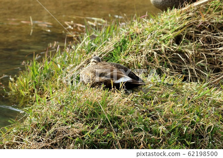 Waterside Birds: Mallards: River 62198500