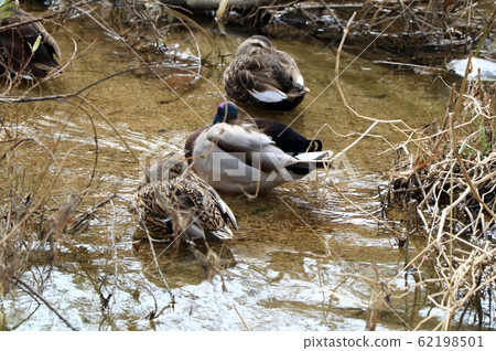 Waterside Birds: Mallards: River 62198501