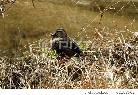 Waterside Birds: Mallards: River Waterside Birds: Mallards: River 62198502