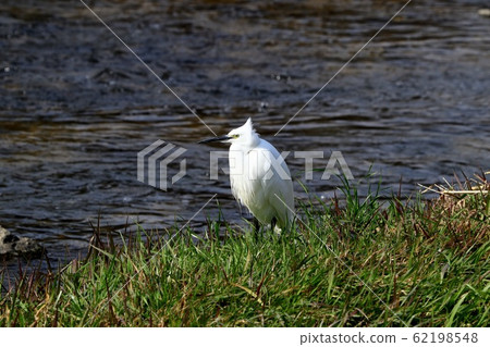 Waterside Birds: Egret: River Waterside Birds: Egret: River 62198548