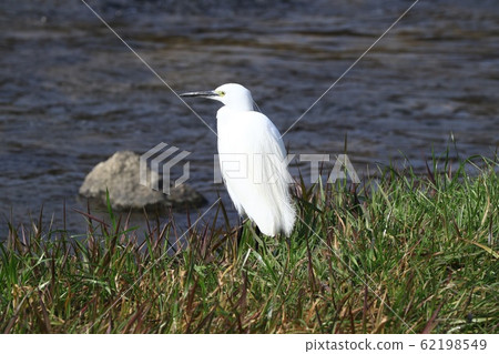 Waterside Birds: Egret: River Waterside Birds: Egret: River 62198549