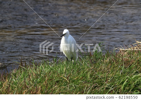 Waterside Birds: Egret: River Waterside Birds: Egret: River 62198550