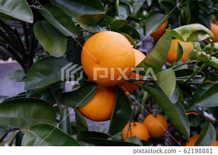 Our homemade orange Our homemade orange 62198881