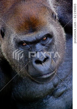 Gorilla Portrait Photo 62199803