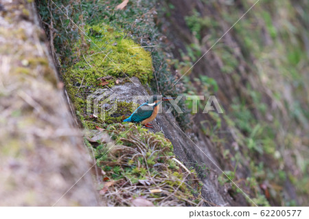 Kingfisher searching for prey on the riverbank 62200577