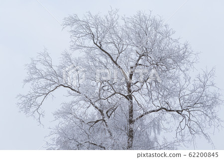 Tree covered in hoarfrost and sky Tree covered in hoarfrost and sky 62200845