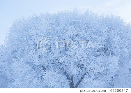 Tree covered in hoarfrost and sky Tree covered in hoarfrost and sky 62200847