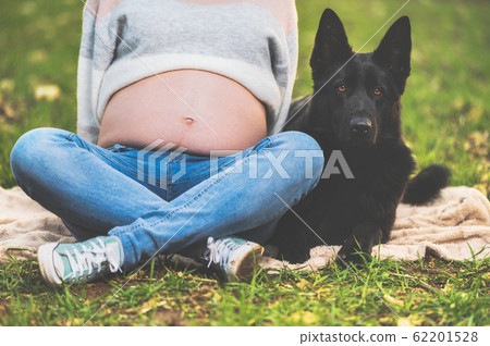 Pregnant woman and her dog playing in the park. Pregnant woman and her dog playing in the park. 62201528