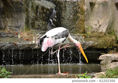 drinking painted stork big bird detail photography 62202300