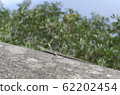 small lizard on rock detail summer photo 62202454