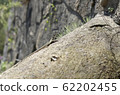 small lizard on rock nature detail summer photo 62202455