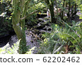 small forrest river and waterfall through trees 62202462
