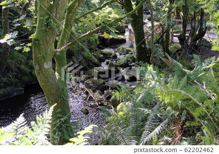 small forrest river and waterfall through trees 62202462