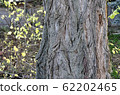 detail of bark of old tree photography 62202465
