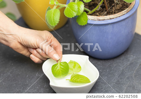 Preparation of Silver Spurflower Tea. 62202508