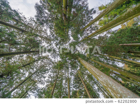Japanese Giant Cedar Trees in Forest. Tall trees 62202800
