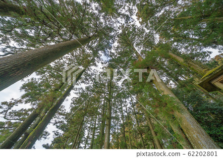 Japanese Giant Cedar Trees in Forest. Tall trees 62202801