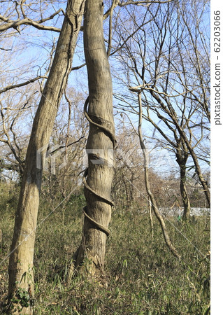 Thick ivy wrapped in a tree 62203066