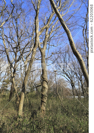 厚厚的常春藤包裹在樹上 62203068