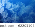 海蜇 62203104