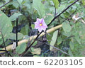 茄子花 62203105