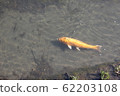 鯉魚 62203108