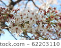 櫻桃樹 62203110