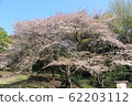 櫻桃樹 62203112