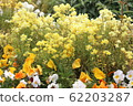 花 62203287