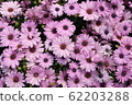花 62203288