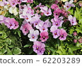 花 62203289