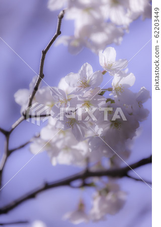 Sakura in full bloom 62203449