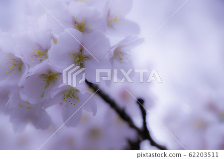 櫻花盛開 櫻花盛開 62203511