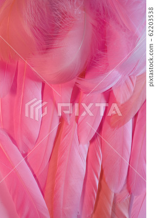 Neon glowing feathers of a bird background. Flat lay. Neon glowing feathers of a bird background. Flat lay. 62203538