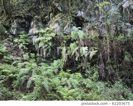 Cobo da Galga nature park with path in beautiful mysterious Laurel forest, laurisilva in the northern part of La Palma, Canary Islands, Spain Cobo da Galga nature park with path in beautiful mysterious Laurel forest, laurisilva in the northern part of La Palma, Canary Islands, Spain 62203675