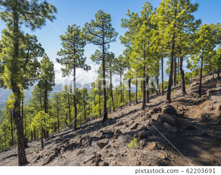 Volcanic landscape and lush green pine tree forest at hiking trail to Pico Bejenado mountain at national park Caldera de Taburiente, volcanic crater in La Palma, Canary Islands, Spain 62203691