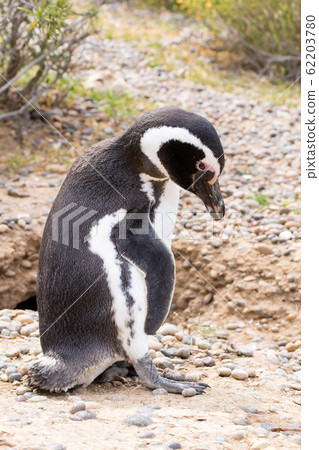 Magellanic penguin close up. Punta Tombo penguin Magellanic penguin close up. Punta Tombo penguin 62203780
